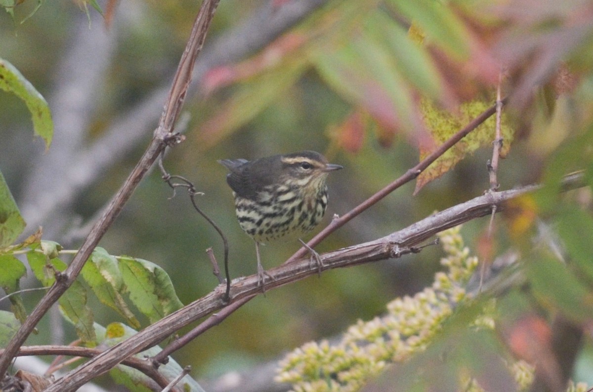 Northern Waterthrush - ML285789121