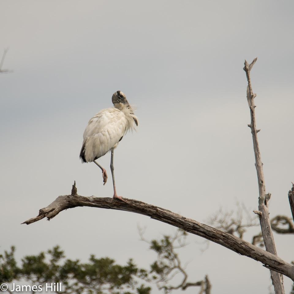 Wood Stork - ML285789761