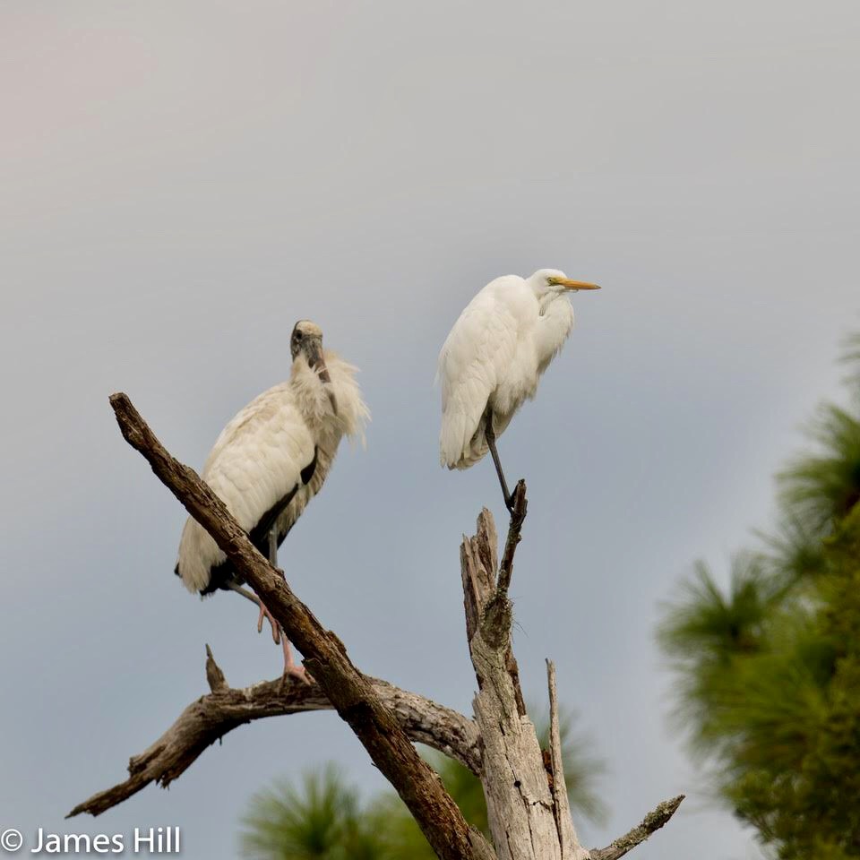 Wood Stork - ML285789911