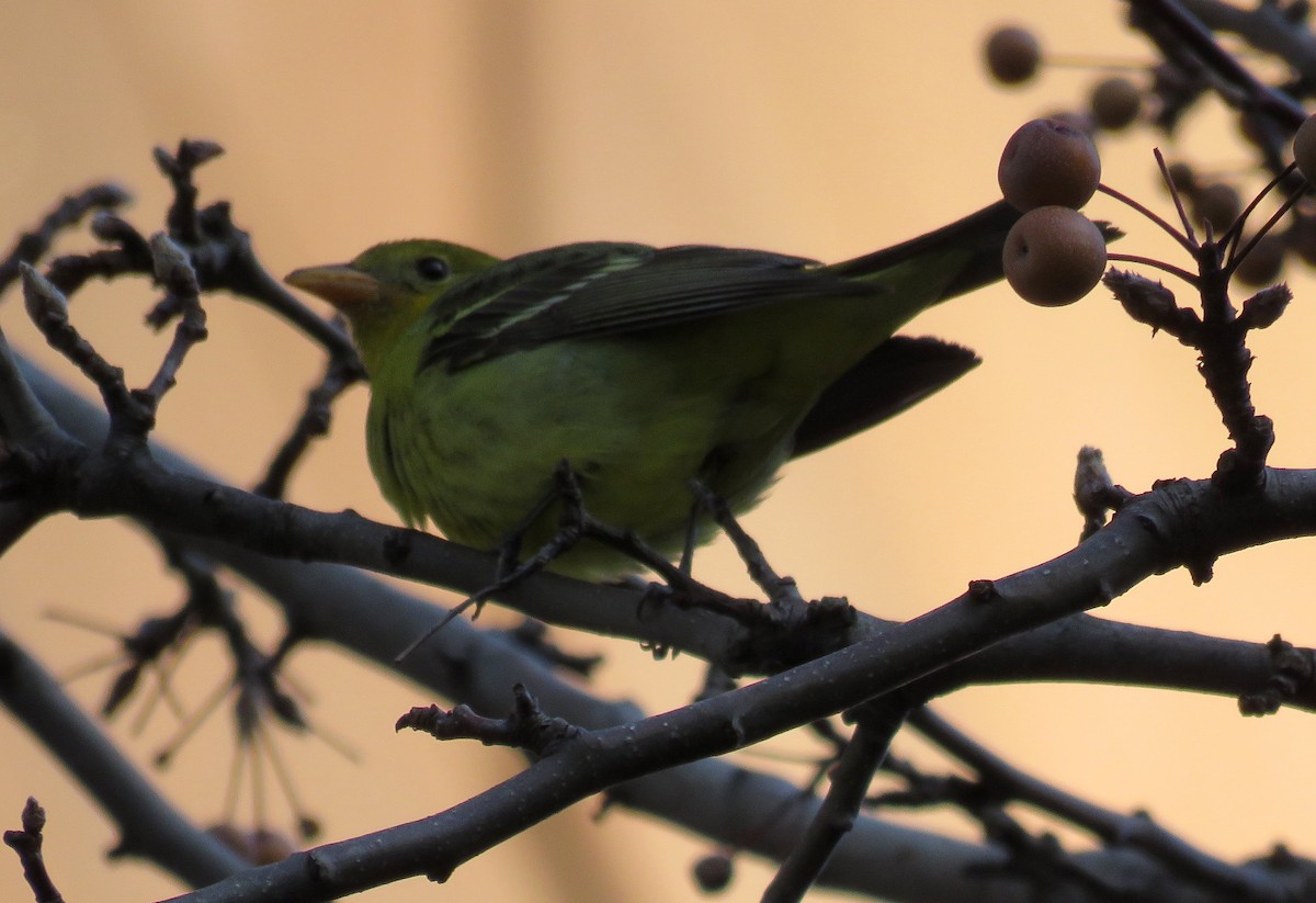 Western Tanager - ML285791771