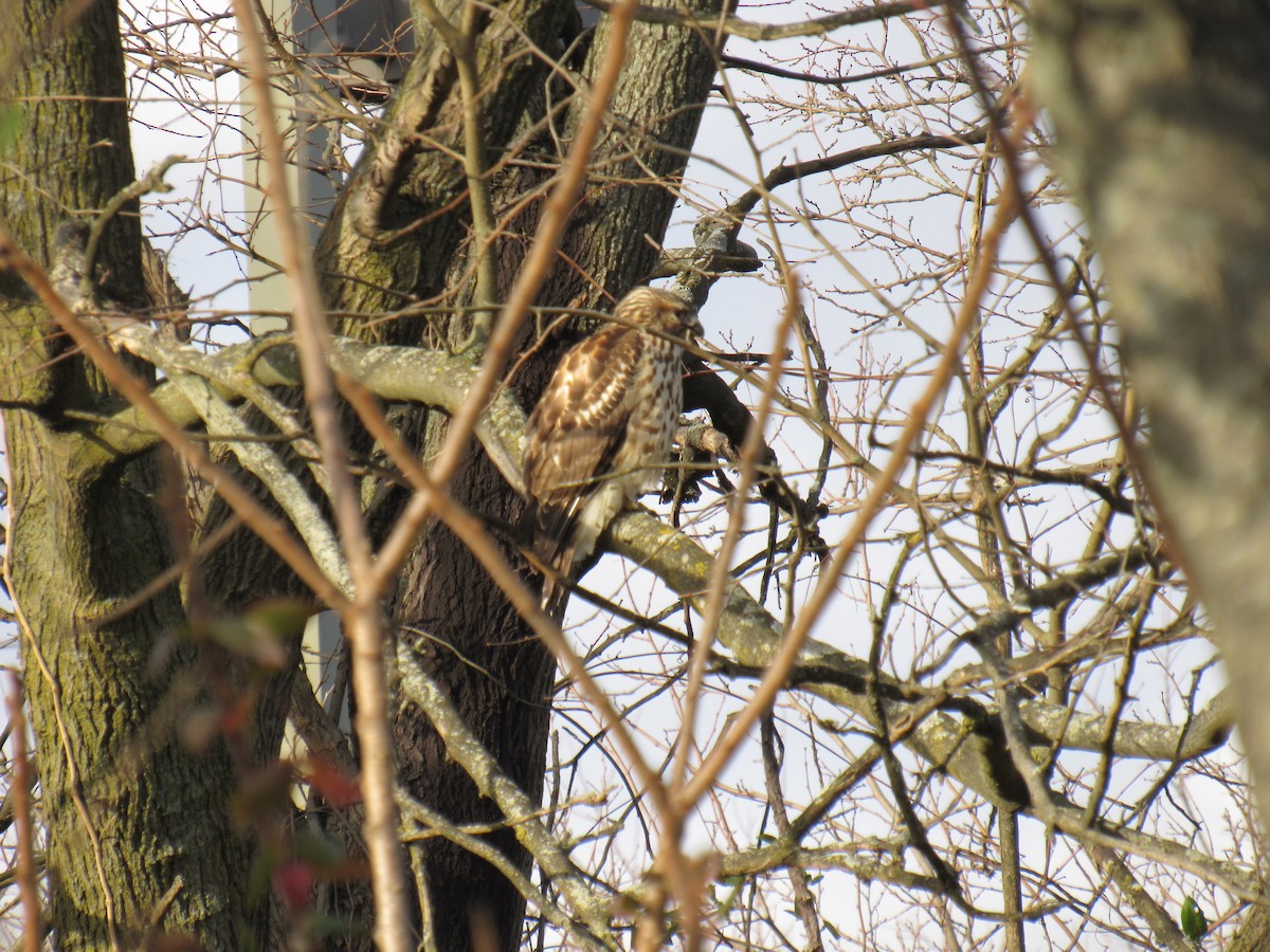 Red-shouldered Hawk - ML285792361