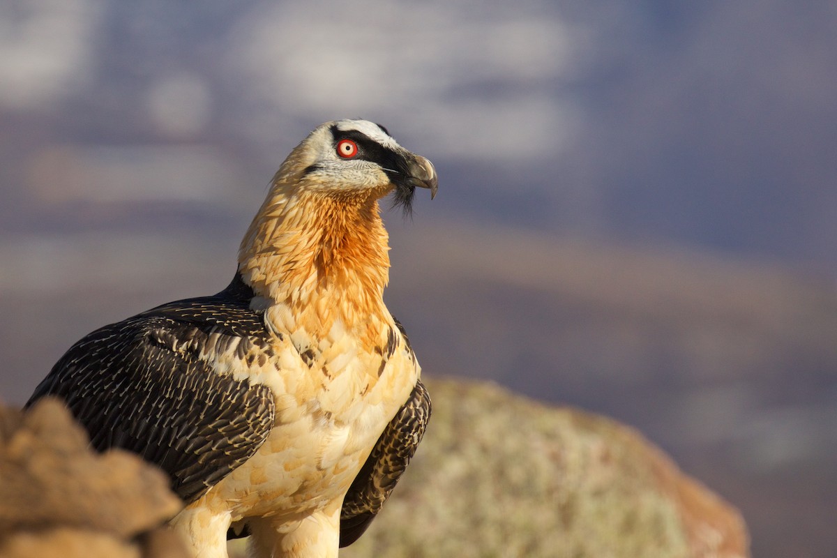 Bearded Vulture - Marc Gálvez