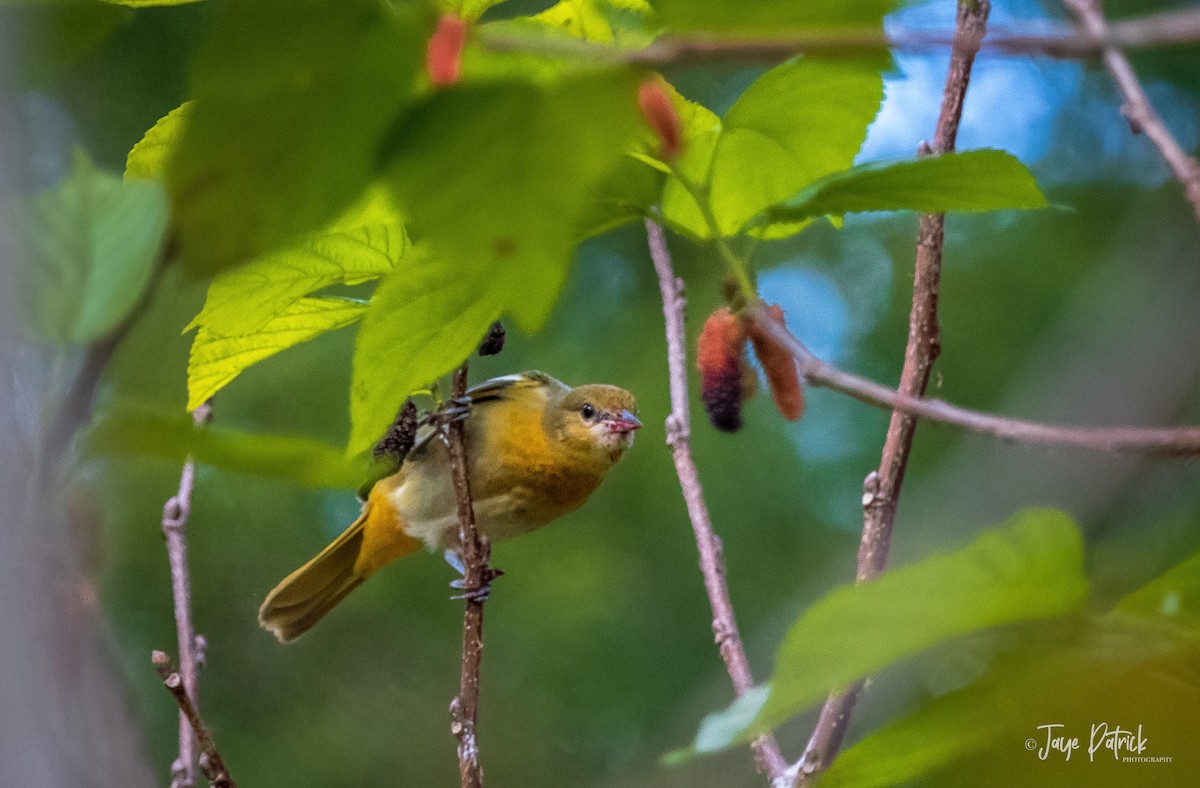 Baltimore Oriole - ML285796311