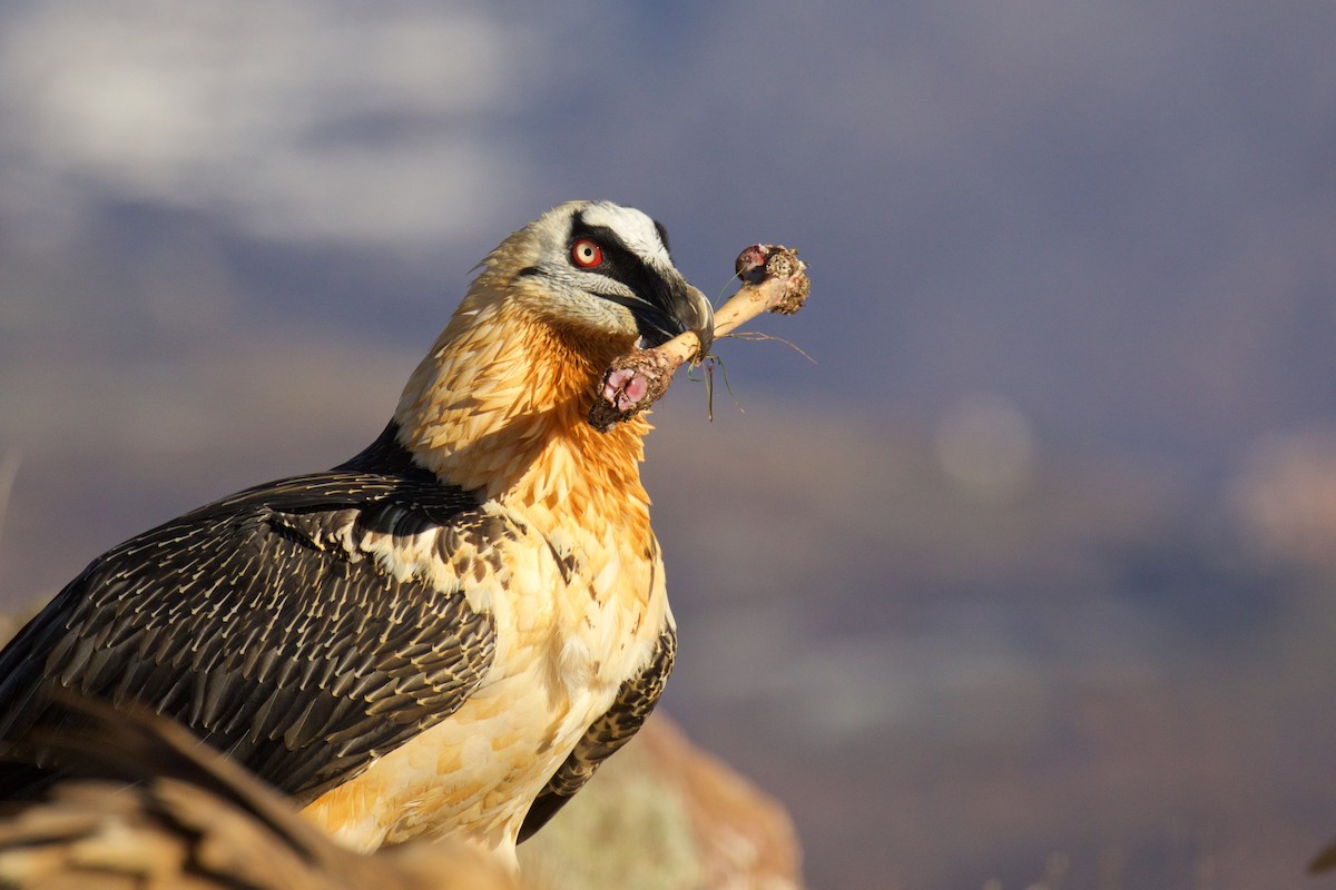 Bearded Vulture - ML285796321