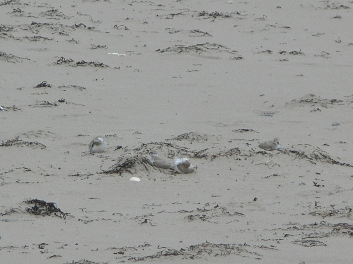 Piping Plover - ML285796341