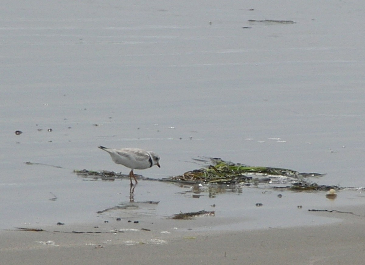 Piping Plover - ML285796431
