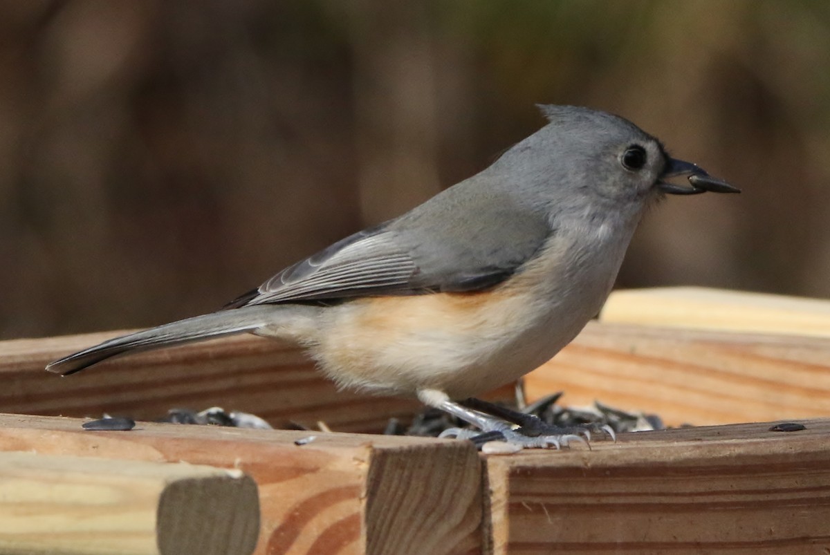 Tufted Titmouse - ML285797681