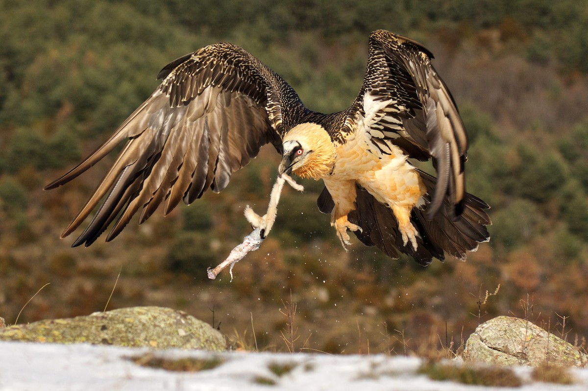 Bearded Vulture - ML285797831