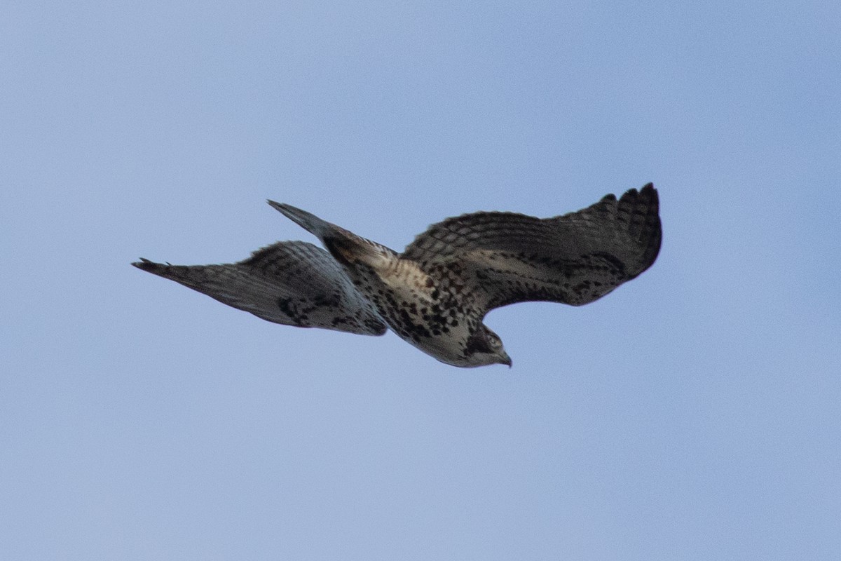 Red-tailed Hawk - ML285799581