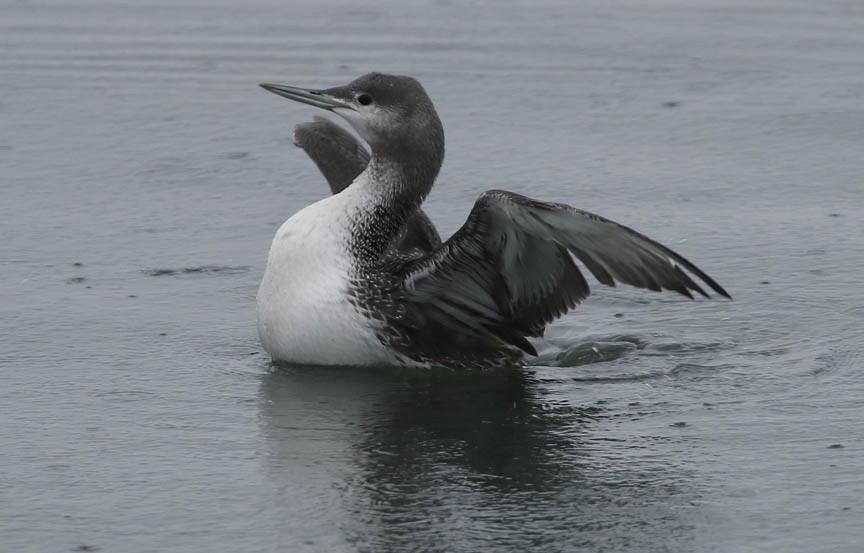 Red-throated Loon - ML285800551