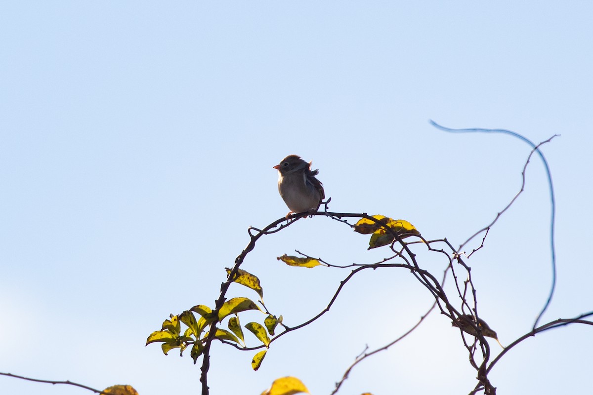 Field Sparrow - ML285801201