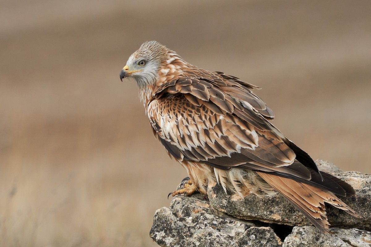 Red Kite - Miguel Rouco