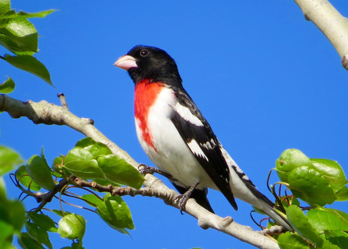 Rose-breasted Grosbeak - ML28580421