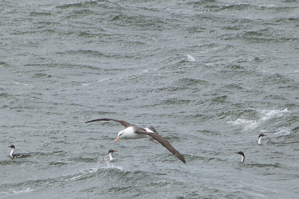 albatros černobrvý - ML285805841