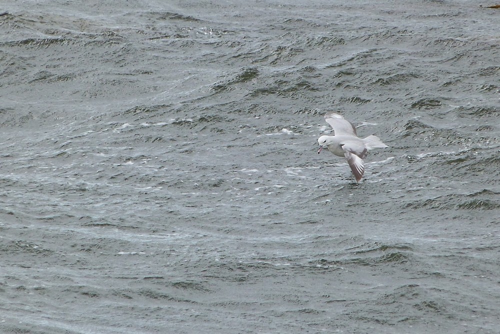 Fulmar argenté - ML285806051