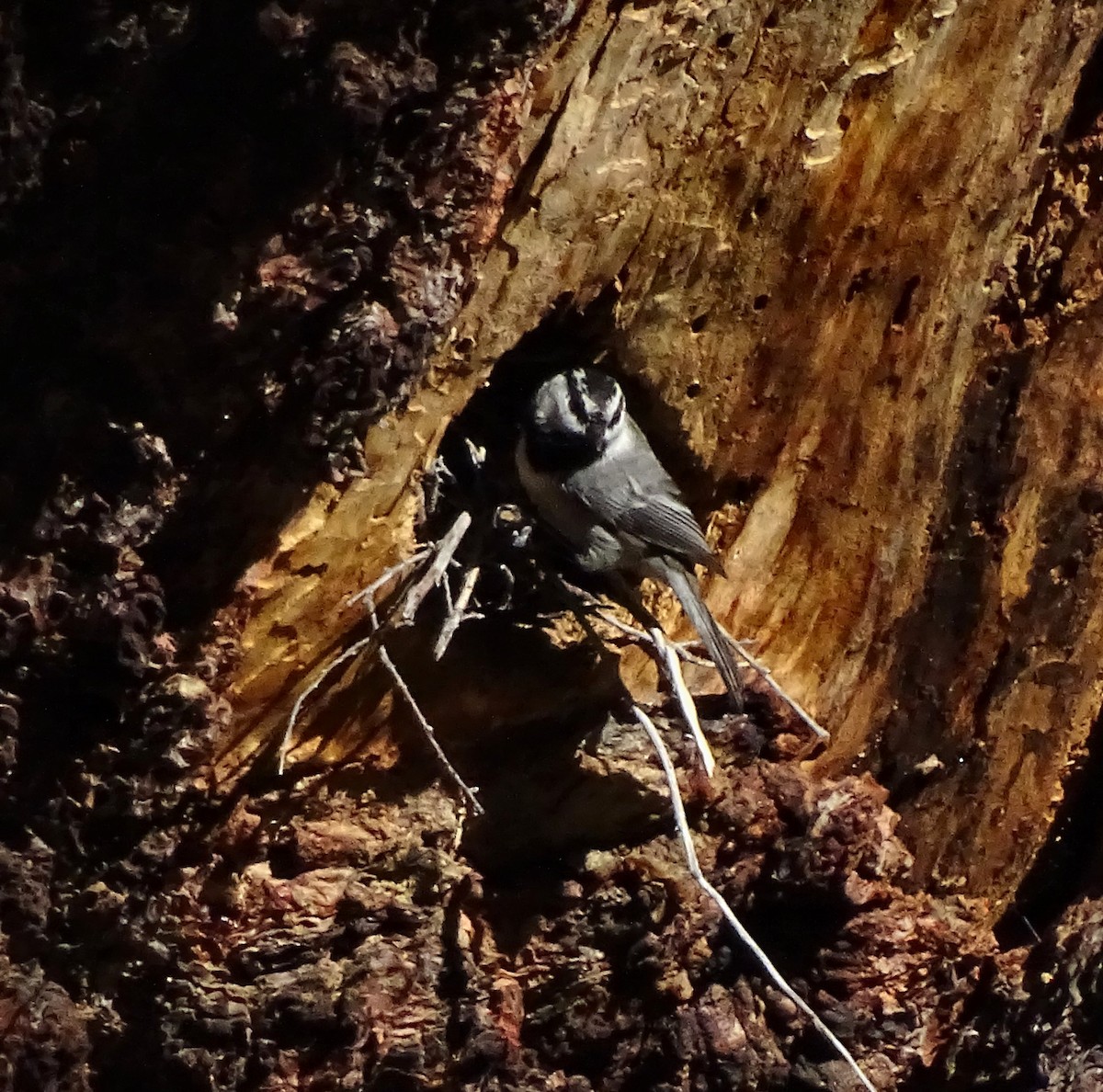 Mountain Chickadee (Pacific) - ML28581101