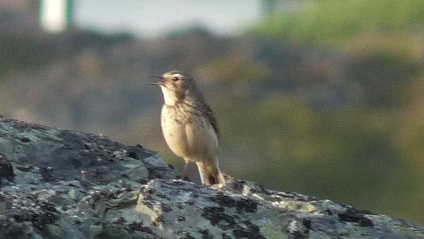 American Pipit - ML285811691