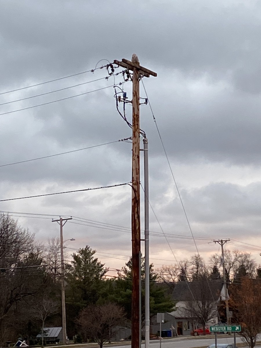 Snowy Owl - ML285811961