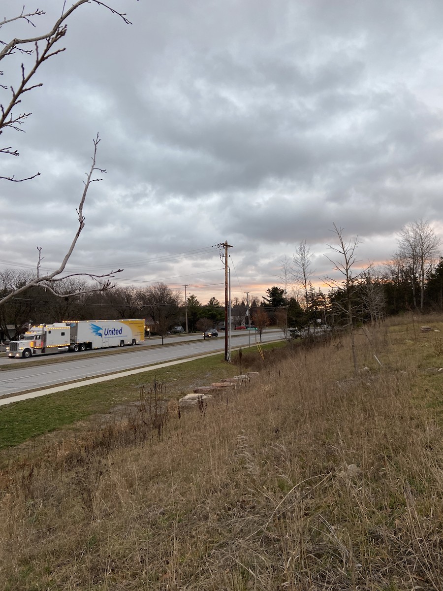 Snowy Owl - ML285812101