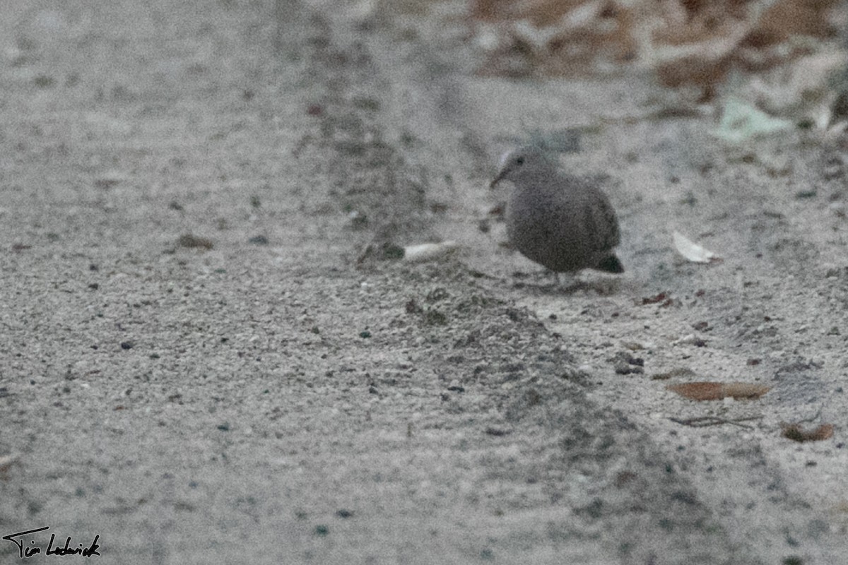 Common Ground Dove - Tim Ludwick