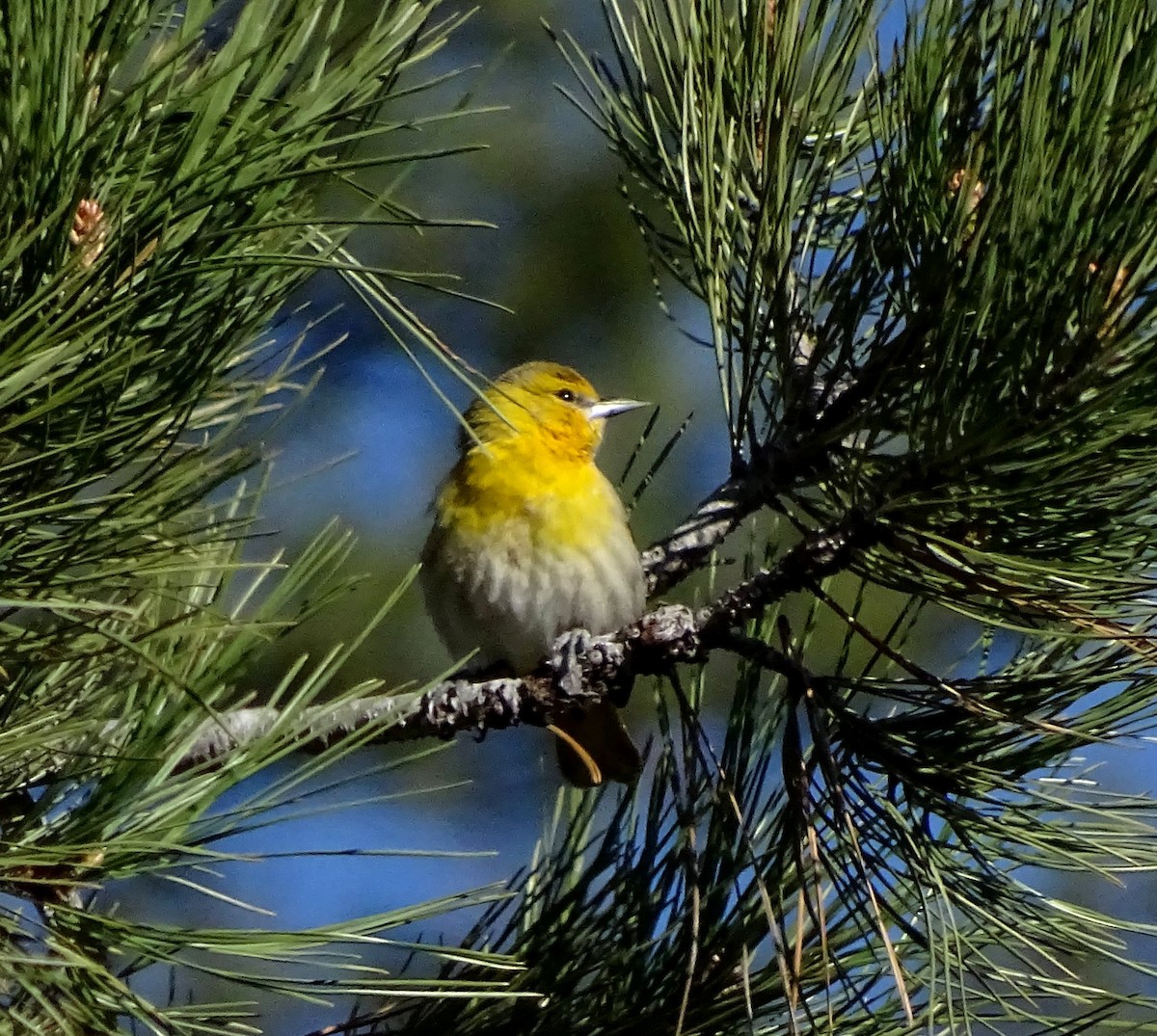 Bullock's Oriole - ML28581351