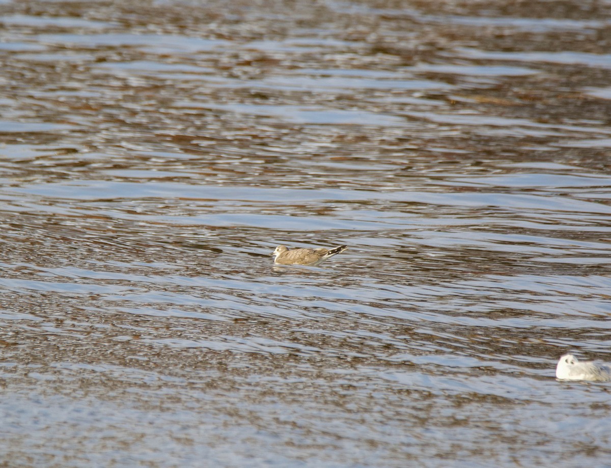 Mouette de Sabine - ML285813951