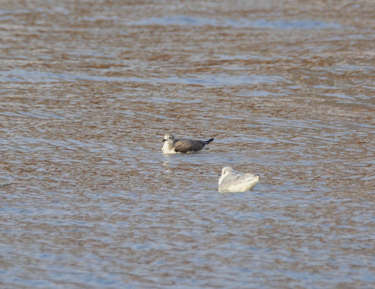 Sabine's Gull - Brian O'Connor