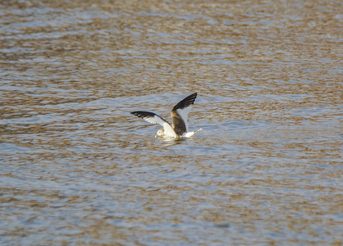 Mouette de Sabine - ML285814051