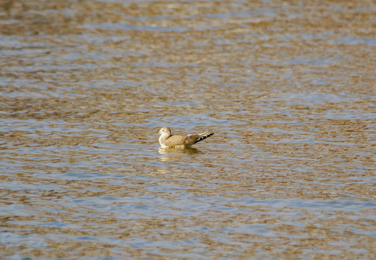 Sabine's Gull - ML285814061