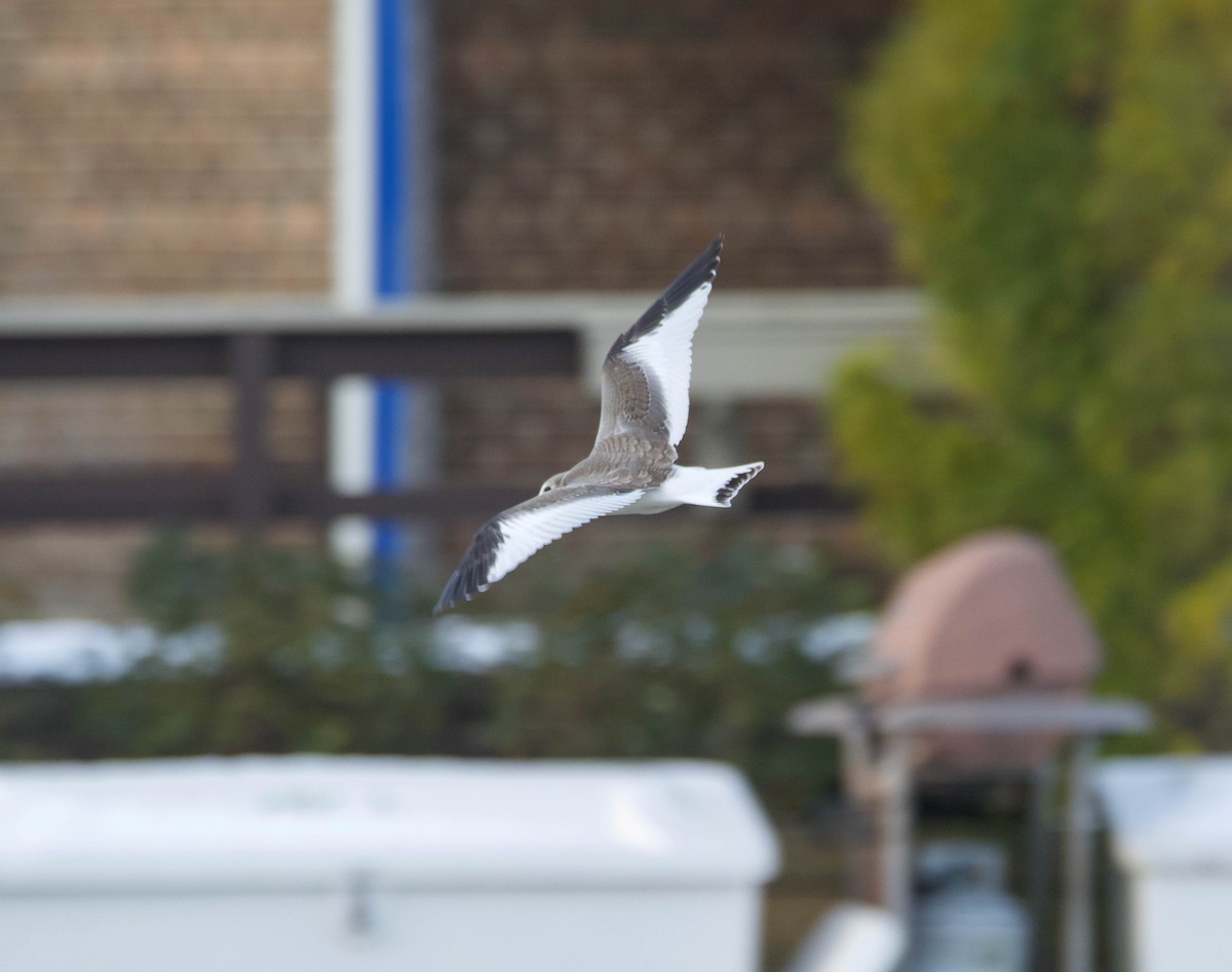 Sabine's Gull - ML285814211