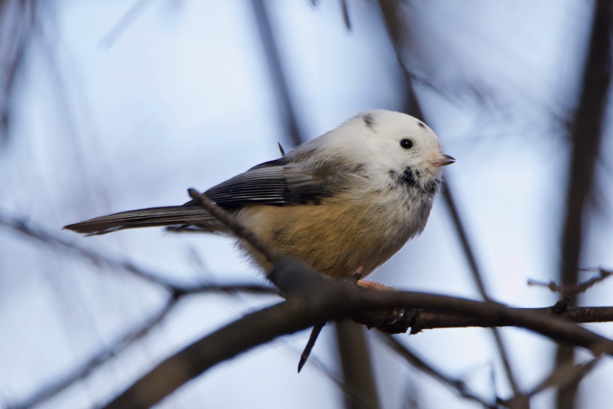 Black-capped Chickadee - Normand Laplante