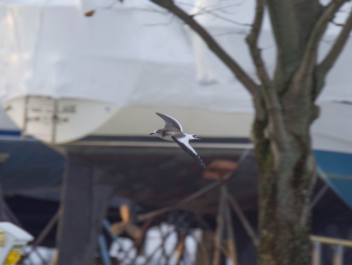 Sabine's Gull - Brian O'Connor