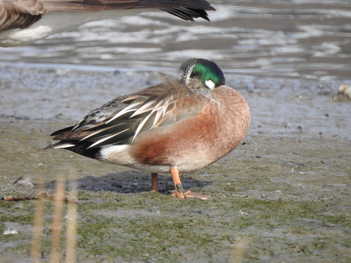 Hybride Canard souchet x C. d'Amérique - ML285814361