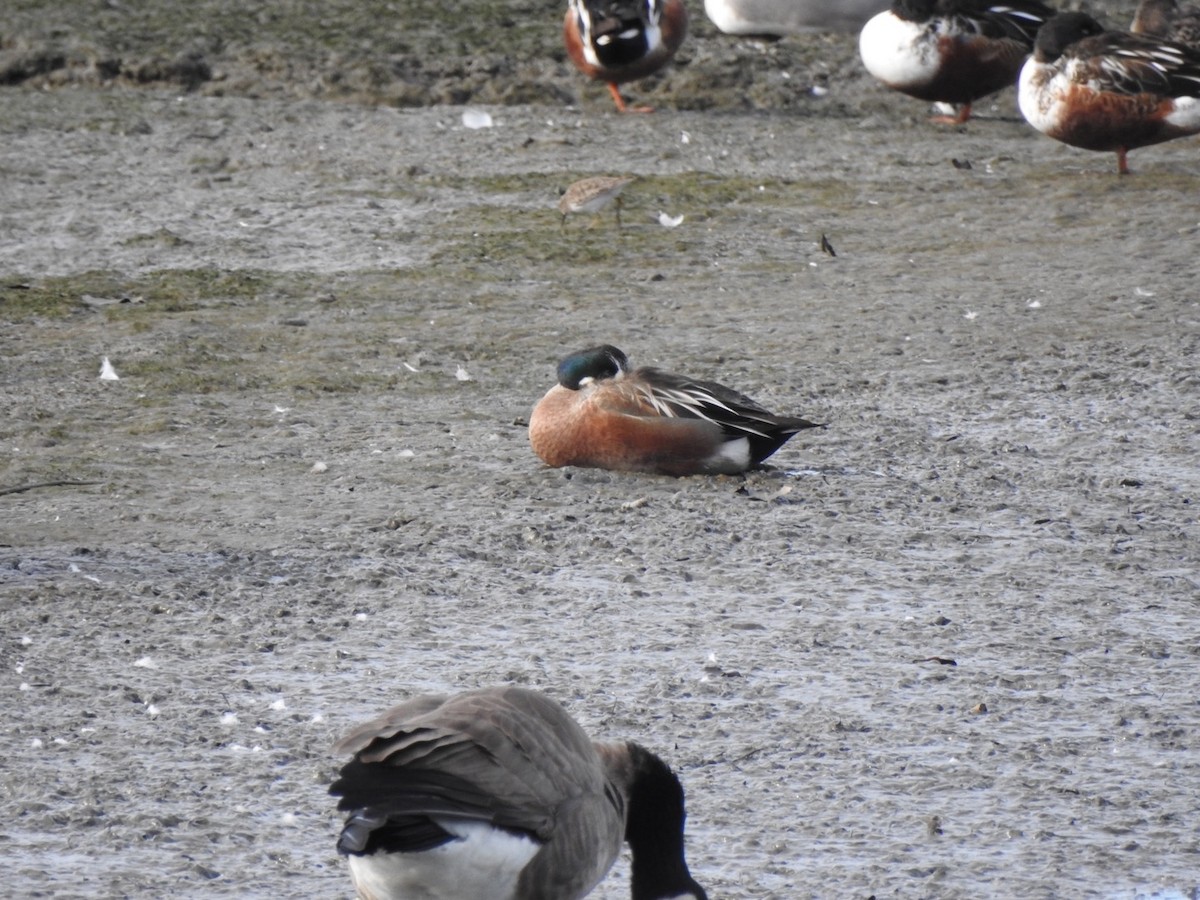 Hybride Canard souchet x C. d'Amérique - ML285814371