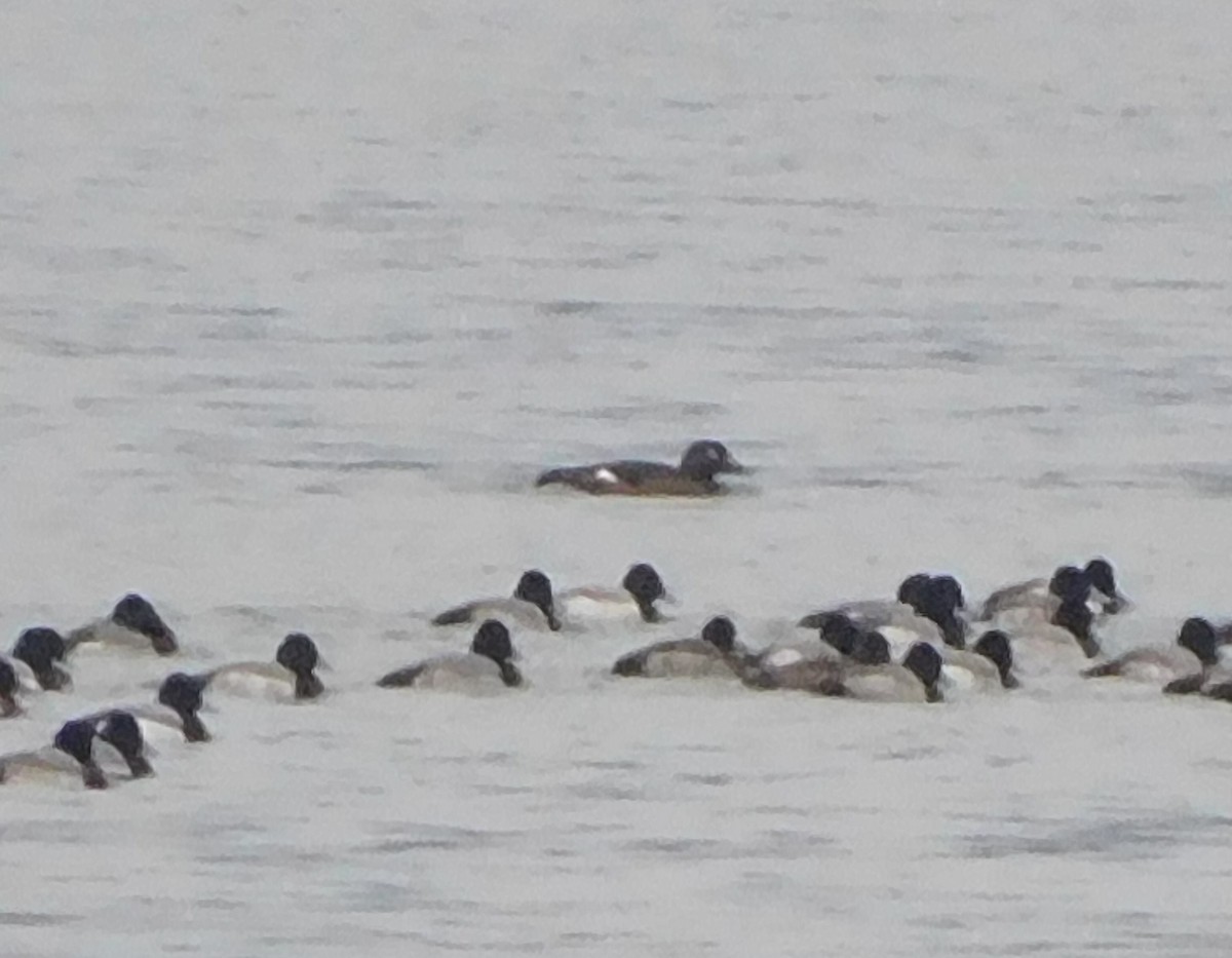 White-winged Scoter - ML285815351