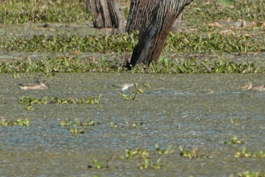 Northern Shoveler - ML285815951