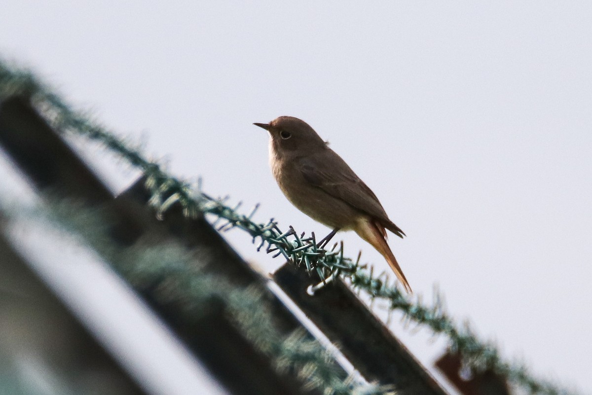 Black Redstart - Paulo Caseirito