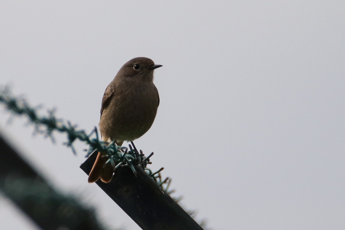 Black Redstart - ML285817561