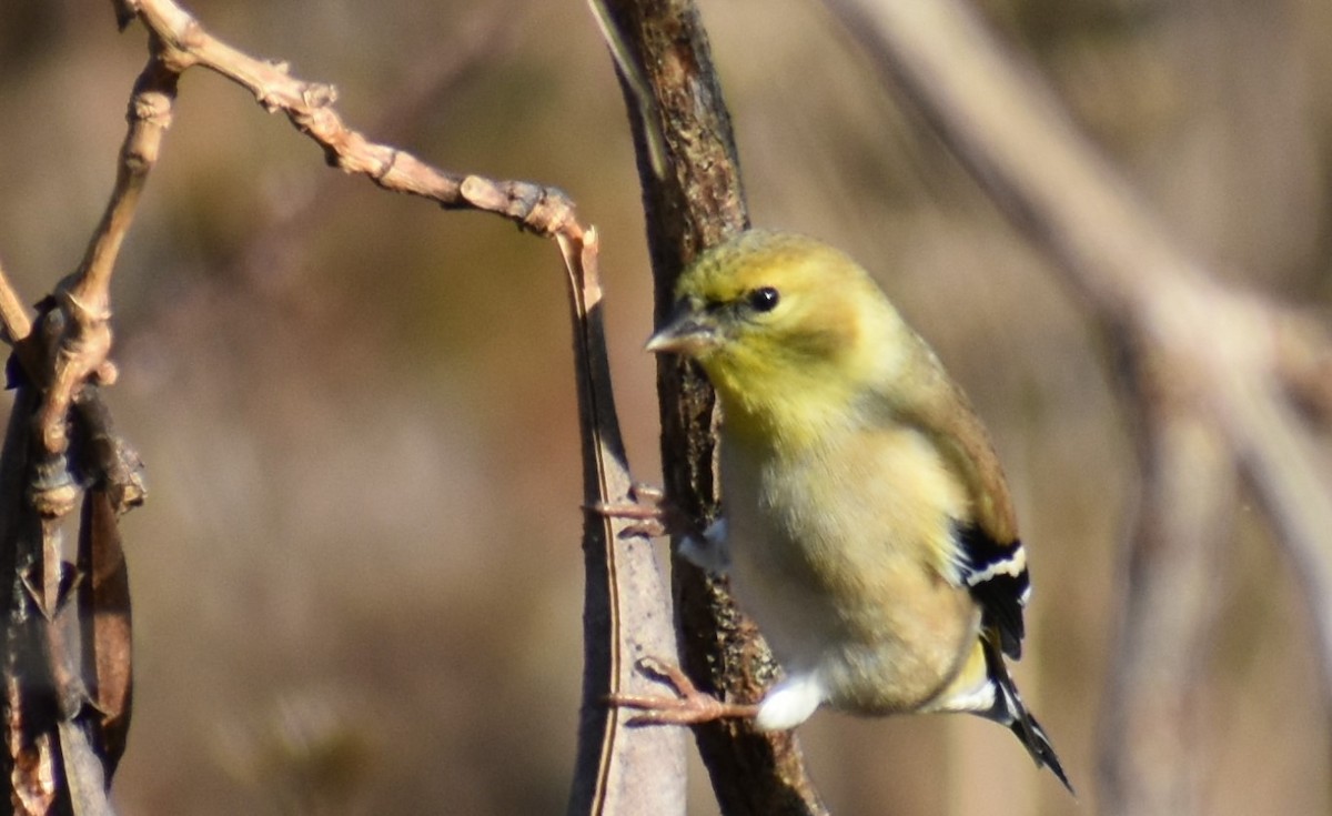 American Goldfinch - ML285819111