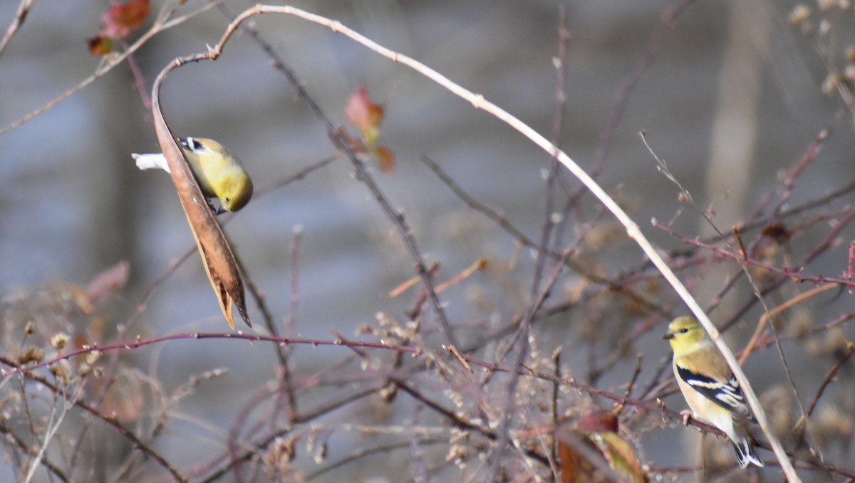 American Goldfinch - ML285819151