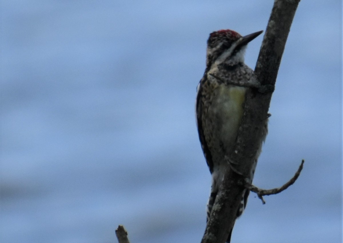 Yellow-bellied Sapsucker - ML285820181