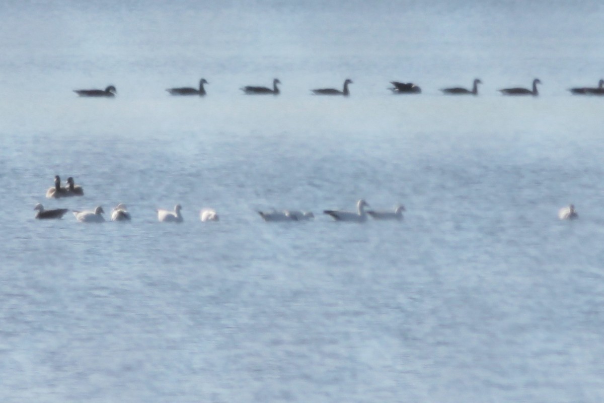 Ross's Goose - ML285820771