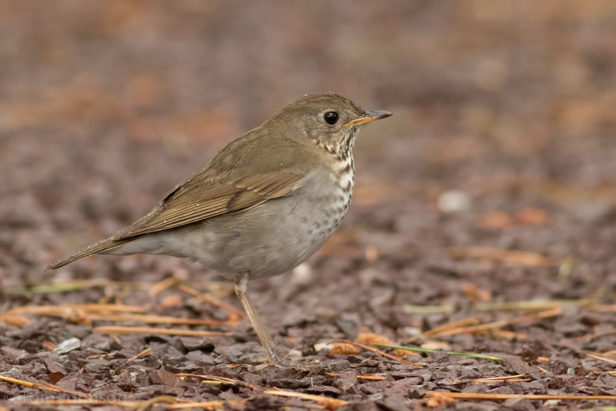 Bicknell's Thrush - ML28582161