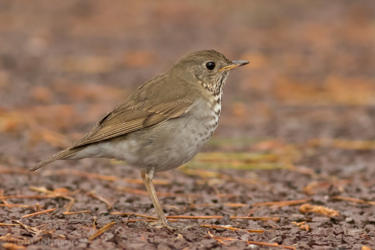 Bicknell's Thrush - ML28582171