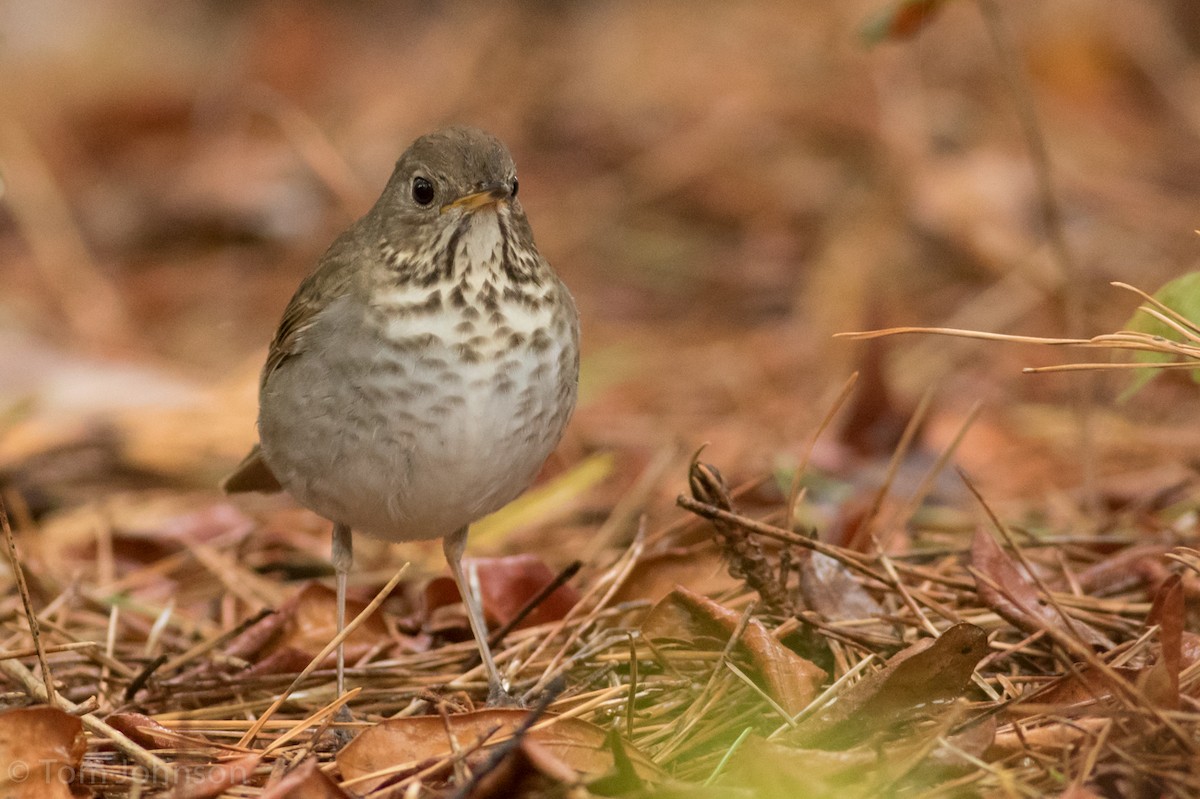 Bicknell's Thrush - ML28582181