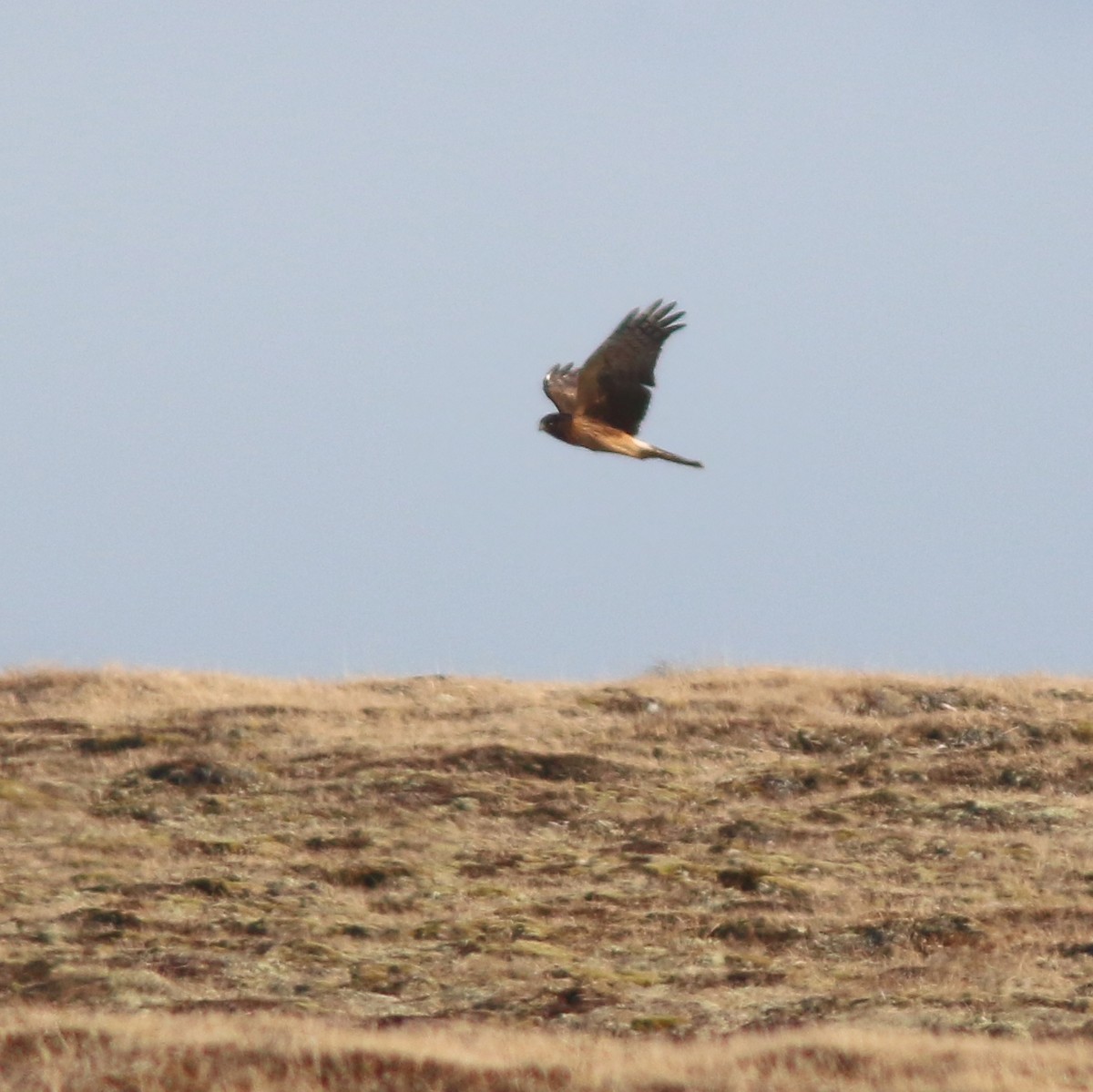 Northern Harrier - ML285821951