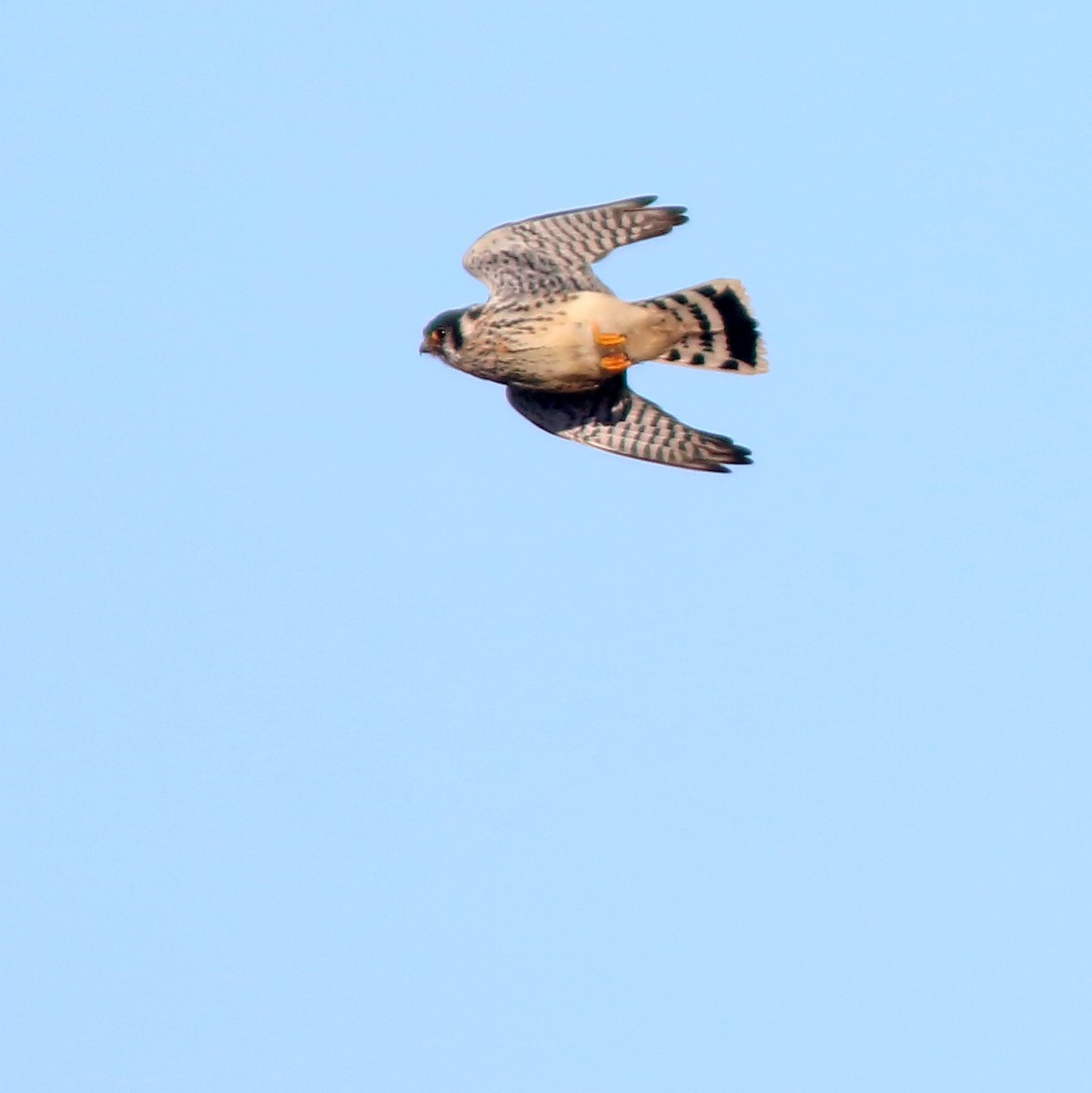 American Kestrel - ML285821991