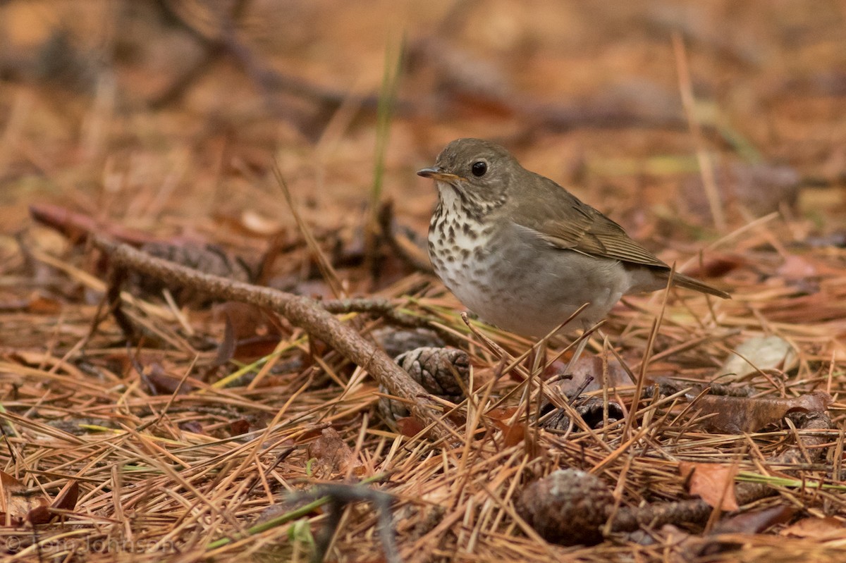 Bicknell's Thrush - ML28582211