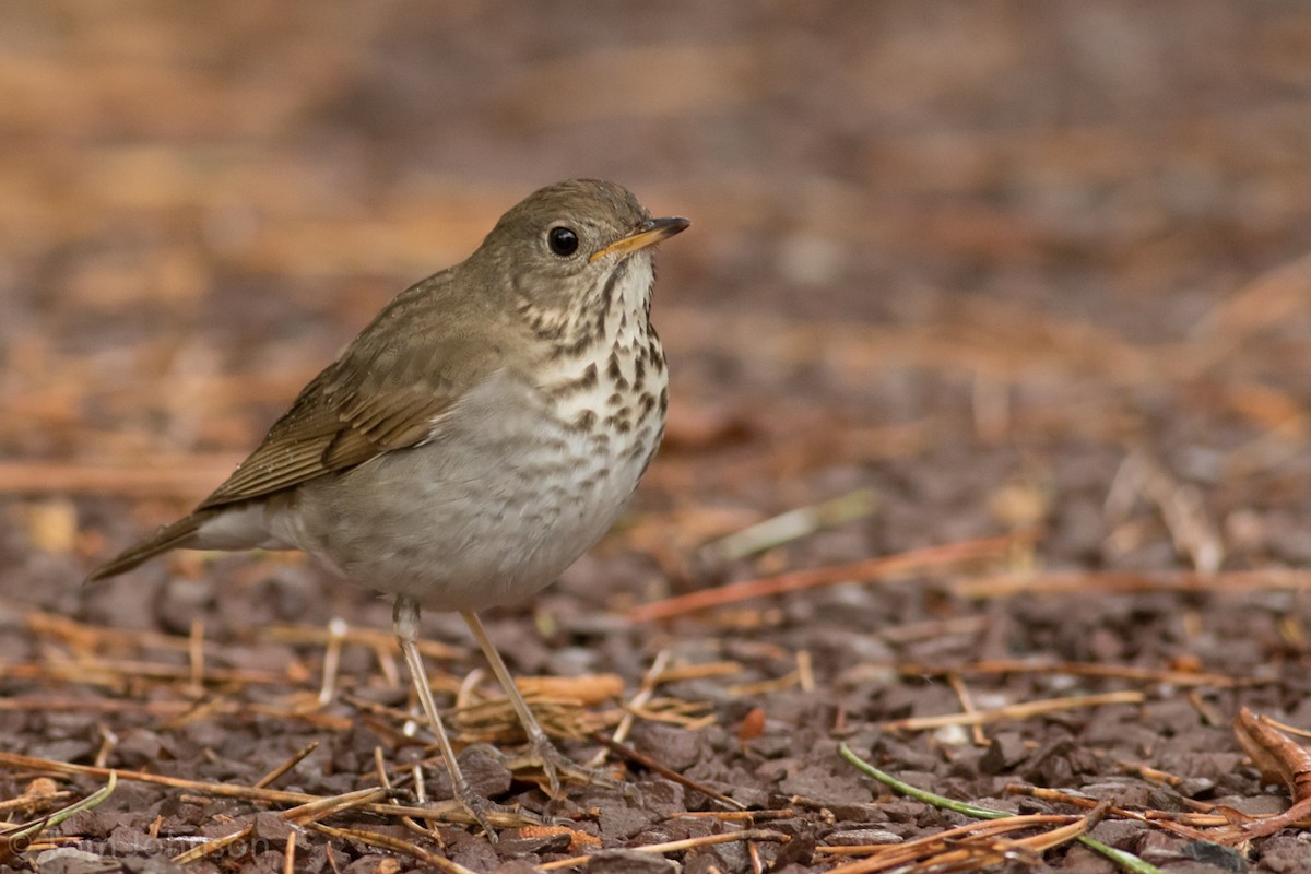 Bicknell's Thrush - ML28582241