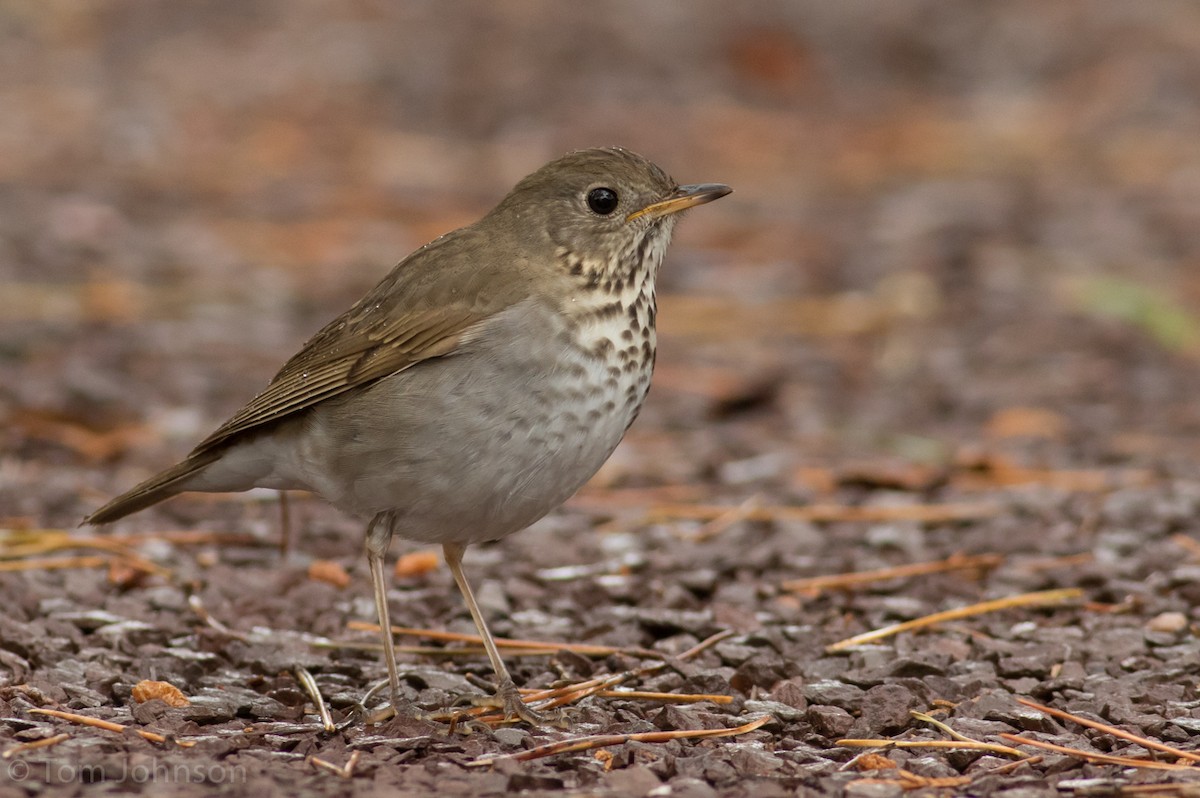 Bicknell's Thrush - ML28582251